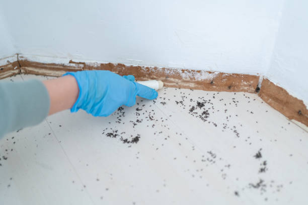 Best Pest Removal Services  in Skidway Lake, MI